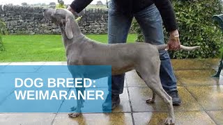 Dog Breed Video Weimaraner [upl. by Netsew]