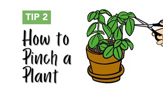 How to Pinch a Plant [upl. by Nytsyrk]