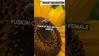 From Flower to Fruit The Journey of Plant Sexual Reproductionquot shorts neet biology [upl. by Gemma343]