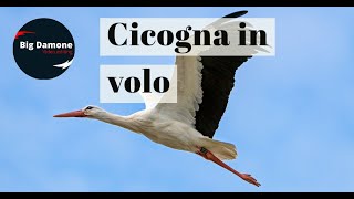 🕊️ Meraviglie della natura CICOGNA in volo [upl. by Anaidiriv]