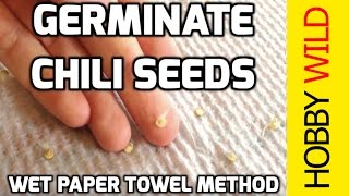 HOW TO GERMINATE CHILI SEEDS Wet Paper Towel Method [upl. by Hugues834]