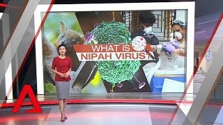 Nipah virus What are the symptoms precautions amp treatment for the deadly virus  WION Originals [upl. by Mano]