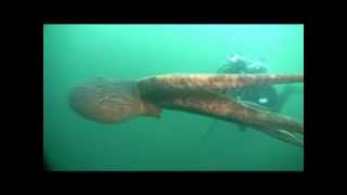 Giant Octopus Swimming In Open Ocean [upl. by Suzette]