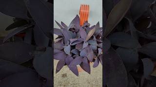 Purple heart plant ☘️garden ytshorts viralvideo youtubeshorts [upl. by Oryaj165]