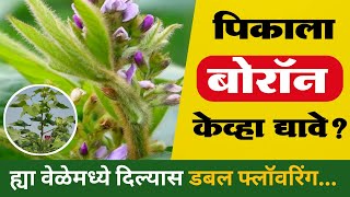 बोरॉन चे फायदे  How to use boron  बोरॉन चा वापर केव्हा करावा  बोरॉन boron [upl. by Jessamyn]