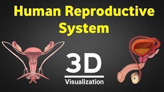 Human reproduction 3d human reproductive system 3d male amp female reproductive system NEET 2024 [upl. by Lehet759]