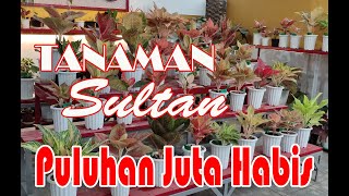 Koleksi Tanaman Sampai Puluhan Juta Demi Hobby  Tiara Garden Cassablanca Situbondo [upl. by Sarilda694]