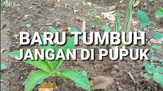 WAKTU YANG TEPAT UNTUK MELAKUKAN PEMUPUKAN TANAMAN PORANG [upl. by Eelram]