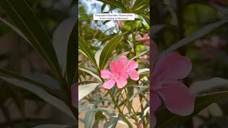 Grow Oleander Kaner Flower Plant from cutting🌺 yt shorts diy garden flowers plants ytshorts [upl. by Asiil696]