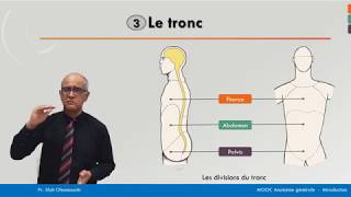 Anatomie générale  Le tronc [upl. by Gilbertina]