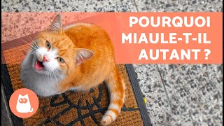 Que faire si mon CHAT miaule beaucoup  🐱🔊 10 causes et solutions [upl. by Evot713]