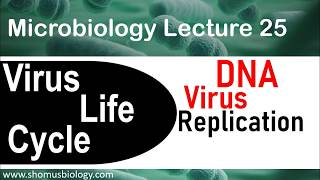 DNA virus replication  Virus life cycle [upl. by Nnylireg741]