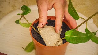 Propagating By Layering 🌺 Stephanotis Floribunda Into Sterilized Compost [upl. by Jeremiah528]