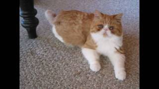 Exotic Shorthair Kitten  Meet Milo [upl. by Nagam]