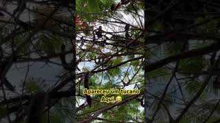 viralvideo sitio olha esse tucano aqui que apareceu 😂😂 [upl. by Yelraf]