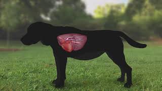 Heartworm Life Cycle for Pet Owners [upl. by Lemra]