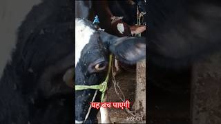 Treatment of theleriosis in cowamp Buffalo Treatment of chyemosisPKshortsvideovillagevlogvillagec [upl. by Noevart129]