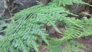 Asparagus setaceus asparagus fern هليون ناعمオオミドリボウキАспарагус перистыйHelecho plumoso文竹 [upl. by Ynehpets]