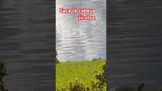 Solo ves la cabecita 🐢 o jicotea shorts shortvideo tortuga turtles jicoteashort [upl. by Nalyk]