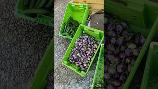 Torba marketfarmers marketSaturday marketAl Rayaan shortvideo [upl. by Elbert]