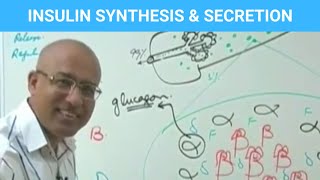 Insulin Function Types  Synthesis Secretion amp Regulation  Diabetes💊 [upl. by Edlun]