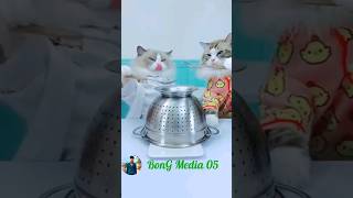 cat cartoon video cat animation video🥰🥰shorts shortvideo viralvideo cat cartoon [upl. by Arron353]