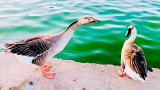 Greylag Goose Honking at Chinese Goose [upl. by Ttereve507]