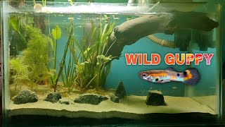 1st Month  Fish Wild Guppy Fancy Guppy  NO CO2 No Ferts Planted Tank  Project WILD GREEN [upl. by Scornik]