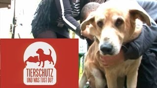 Als Hundedoktor in Berlin [upl. by Mani]