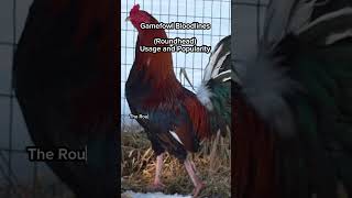 Gamefowl Bloodlines Roundheads Usage and Popularity [upl. by Rivard]