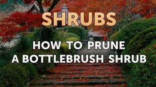 How to Prune a Bottlebrush Shrub [upl. by Alyakim]