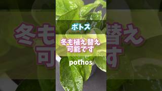 【ポトス】冬でも植え替え可能です 観葉植物 houseplants plants ポトス pothos [upl. by Buderus446]