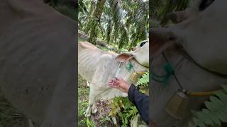 Pemberian obat injeks pada sapi yang terkena virus LSD cow sapi shorts [upl. by Michey]