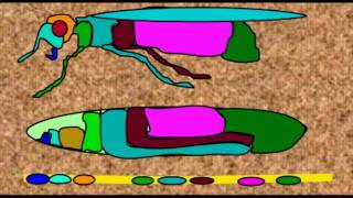 TRANSCRIPTION FACTORS HOX CLUSTERS PROGRAMMING THE FLY BODY [upl. by Navarro151]