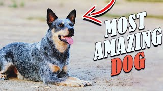 Blue Heeler  6 Traits that make the Australian Cattle Dog AMAZING [upl. by Ailerua]