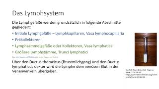 Einführung in das Lymphsystem  Teil 1 Abschnitte des Lymphsystems Lymphdrainage Basics [upl. by Yasmin263]