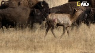 Des bisons tuent un wapiti [upl. by Aynek847]