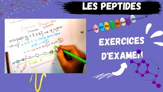 📣PEPTIDS Exercice dexamen des Amino acids amp Peptids😍 PEPTIDSMEDECINE​ BIOLOGY [upl. by Ainessej]