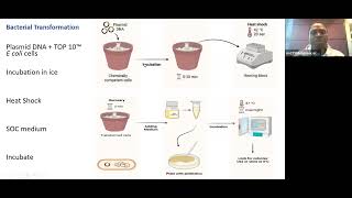 Design and validation of an expression vector in a mammalian cell [upl. by Brandise596]