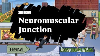 Neuromuscular Junction Full Lesson  Sketchy Medical  USMLE Step 1 [upl. by Jaret]