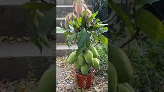 New technique of growing mango plant mangografting mango farming viral shorts [upl. by Yve]