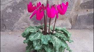 ABC TV  How To Make Cyclamen Plant With Crepe Paper  Craft Tutorial [upl. by Airdnazxela]