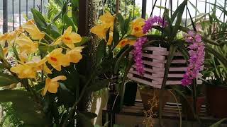 Beautiful Dendrobium Moschatum and Aerides multiflora orchid bloom in my garden garden [upl. by Dorina529]