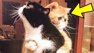 Cat Keeps Hugging Friend Before Being Put To Sleep Vet Turns Pale When Realizing Why [upl. by Nylcoj]