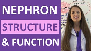 Nephron Structure and Function Physiology  Filtration Reabsorption Secretion NCLEX Review [upl. by Tasiana]