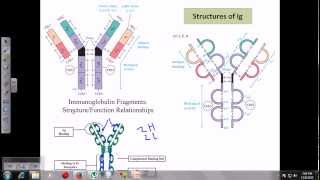 Immunoglobulins [upl. by Asiuqram]