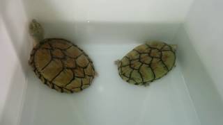 Sternotherus Carinatus Razorback Musk Turtle vs Sternotherus Minor Loggerhead Musk Turtle [upl. by Beaufort]