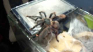 Avicularia braunshauseni female [upl. by Margarette]