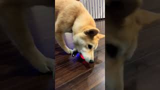 Crazy ball totally controlled by Smarty Bob shibabobliu dog japanesedog dogbreed shiba gaming [upl. by Tooley]