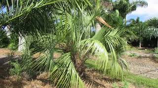 The Mule Palm  A Popular Cold Hardy Hybrid [upl. by Maclaine324]